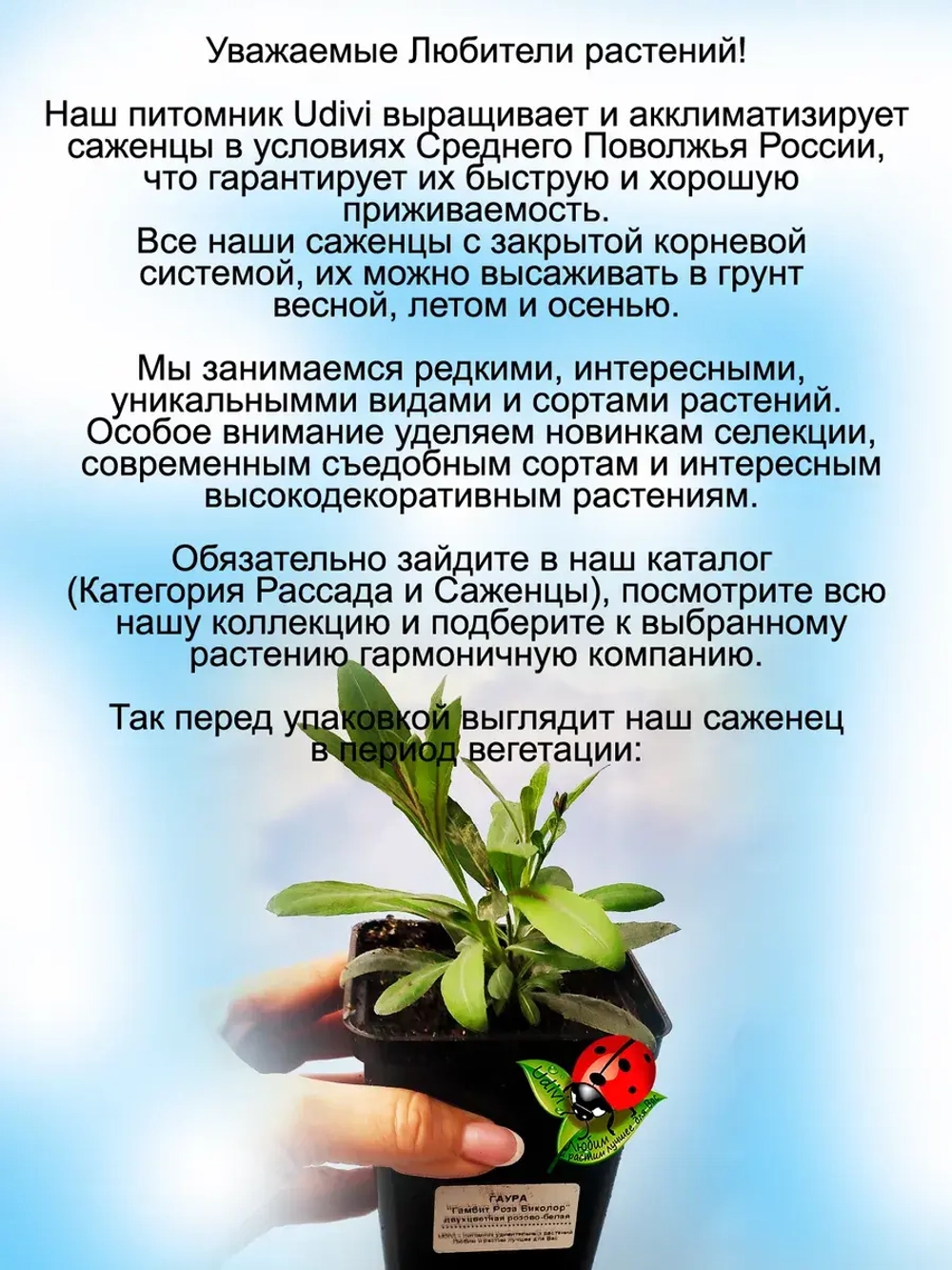 Гаура Гамбит Роза биколор двухцветная