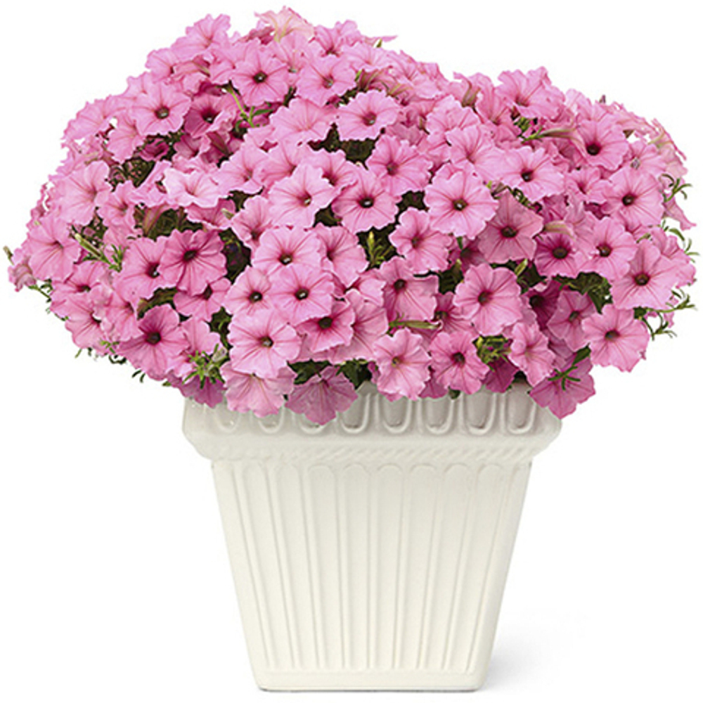 Петуния Vista Bubblegum ЕВРО укорененный черенок ФЕВРАЛЬ 26