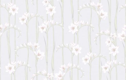 Gladiolus