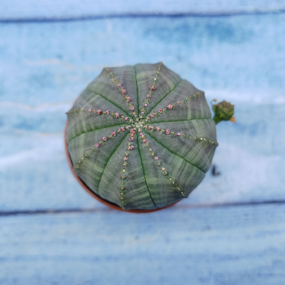 Euphorbia Obesa (Эуфорбия)