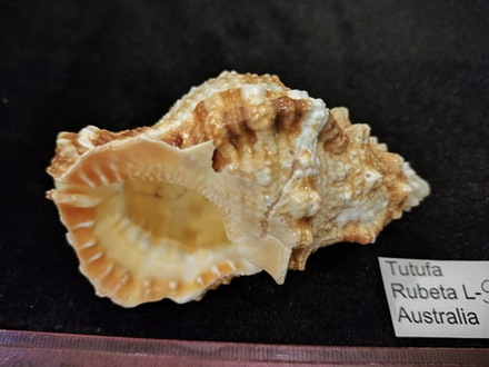 Тутуфа Рубета "90мм-110мм"