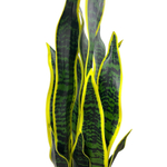 Сансевиерия куст желто-зелёный 65 см