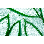 Derma Factory Сыворотка для сужения пор - Real vera pore serum, 30мл