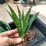 Сансевиерия CHAIYO