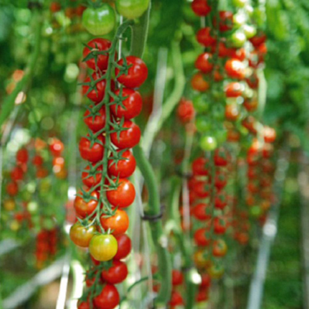 Сакура F1 семена томата (Enza Zaden / Энза Заден)