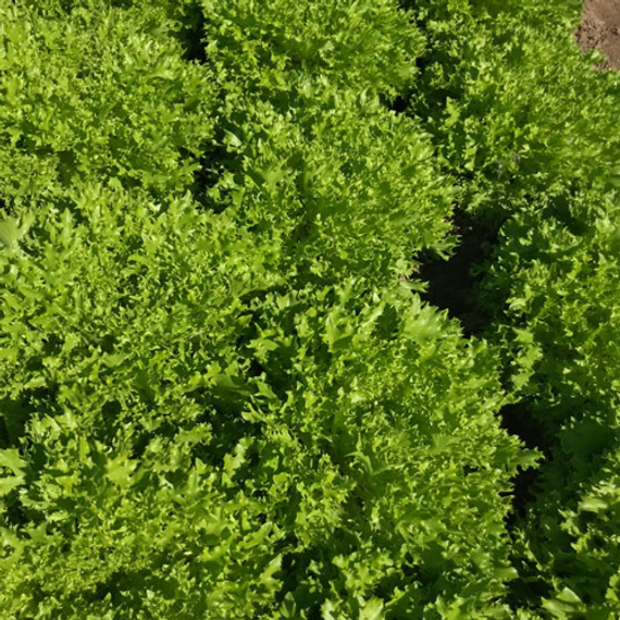 ЭКСПИРИЕНС семена салата Rijk Zwaan характеристика – фото 4