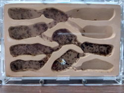 Комплект формикарий "Белый Дом 3.0" и муравьи Pheidole (160х100х100 мм)