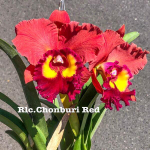 Орхидея ринхолелиокаттлея RLC. CHONBURI RED