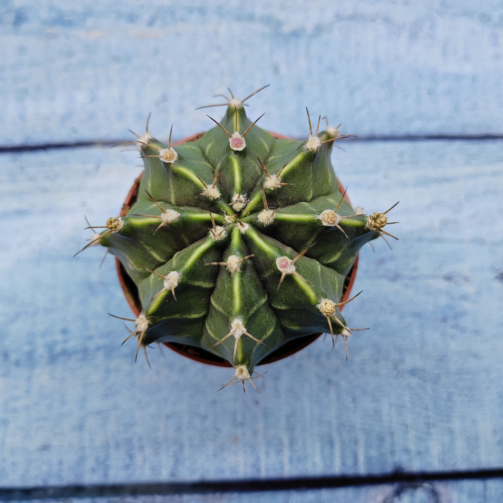 Gymnocalycium Friedrichii (Гимнокалициум)