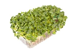 Дайкон (семена)