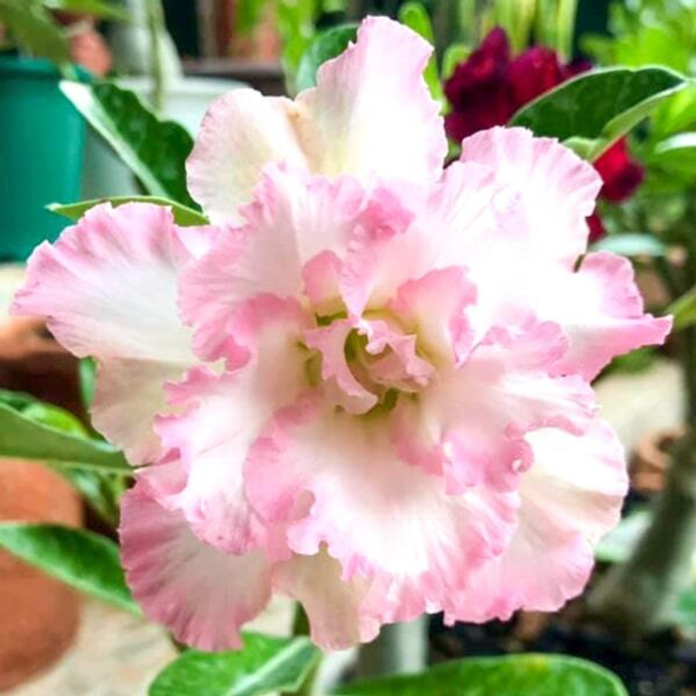 Адениум обесум PINKY PRIME