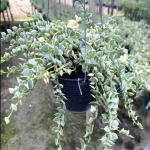 Дисхидия RUSCIFOLIA (H6)