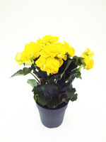 Бегония Элатиор (Бегония вечноцветущая)