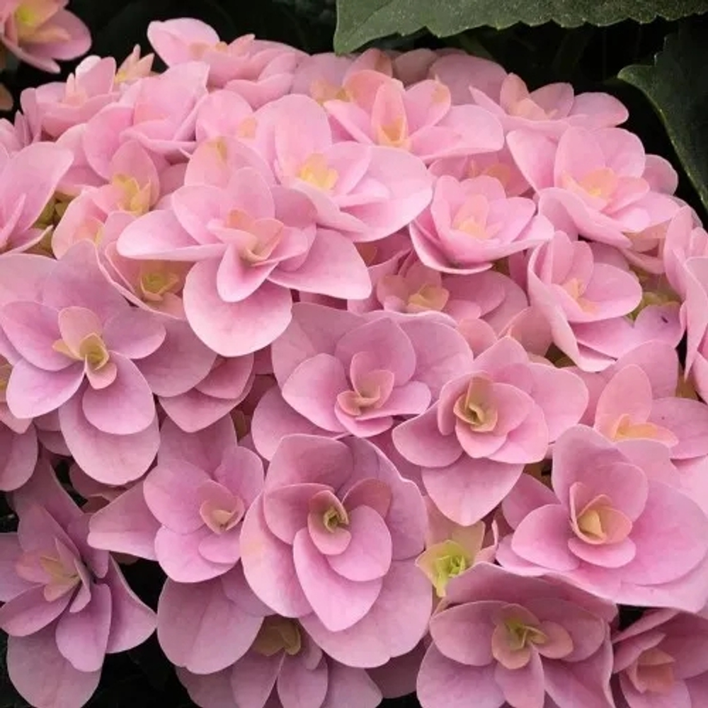 Florentina Pink/ Флорентина  Пинк (Стандарт поставки Р9)2025г.