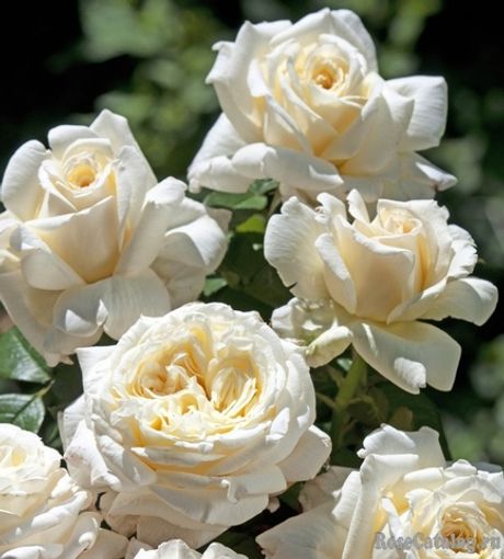 Ариана де Ротшильд (Ariane de Rothscild)