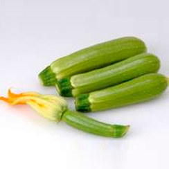 СУХА F1 семена кабачка (Sakata | Alexagro)