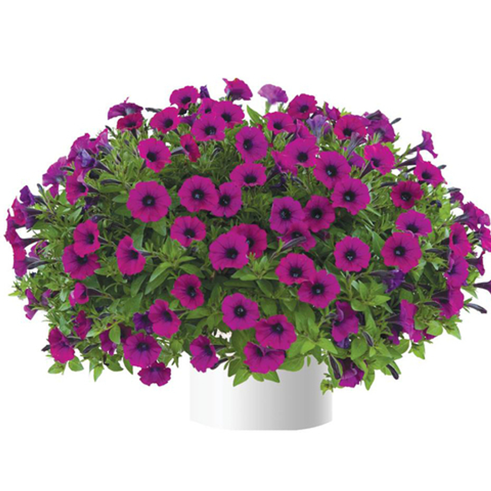 Петуния LIT. SHIRAZ