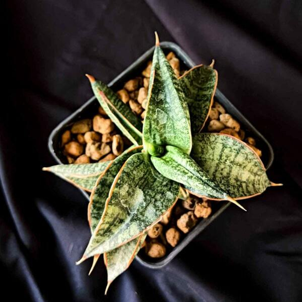 Сансевиерия TARANTURA