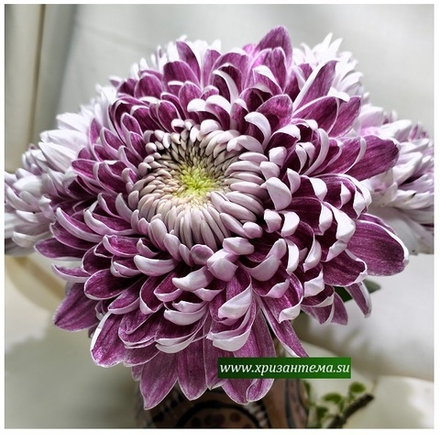 Glbert leigh purple ☘ о.74 (нет в наличии)