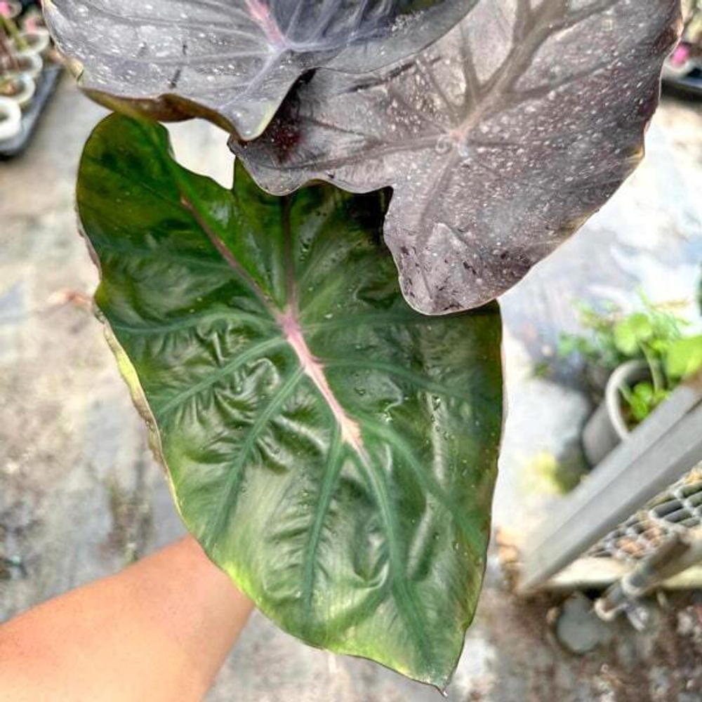 Колоказия JUBILEE