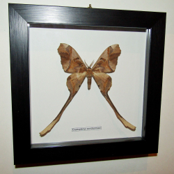 Бабочка Copiopteryx sonthonnaxi в рамке