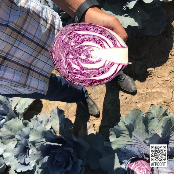 Рексома F1 семена капусты краснокочанной (Rijk Zwaan / Райк Цваан) в разрезе – фото 8