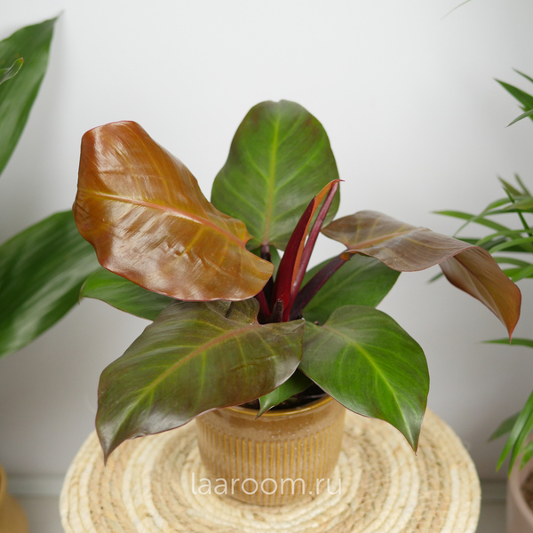 Филодендрон Санлайт 12/30