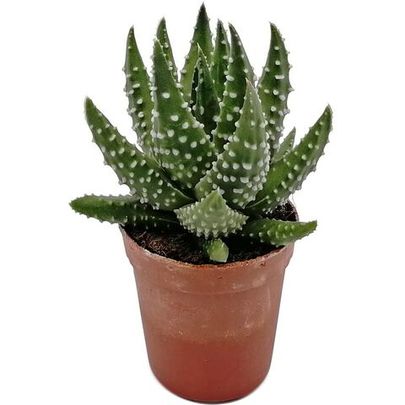 Купить живые суккуленты 🌵 Интернет-магазин суккулентов EnjoyPlants