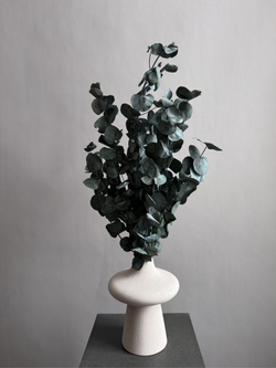 Эвкалипт Цинерия стабилизированный зеленый