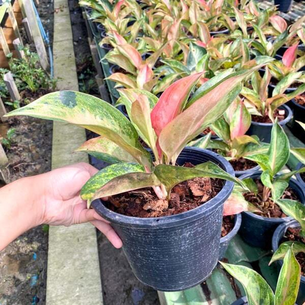 Аглаонема AMORN