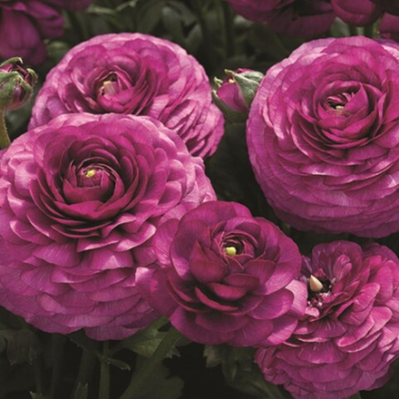 Ранункулус/Лютик азиатский Пурпл