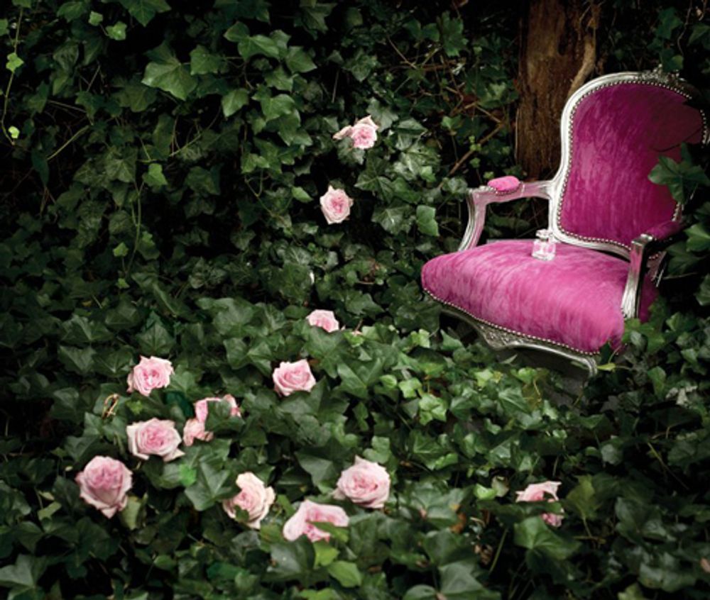 Friedemodin Rosee de Nuit