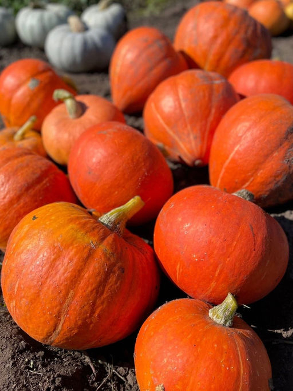 Тыква Русский Деликатес 3шт Ц Марс