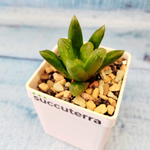 Haworthia Maughanii x Truncata (Хавортия)