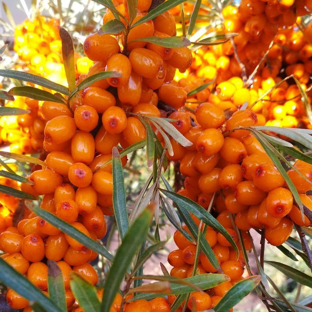 Облепиха Чуйская