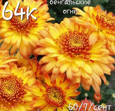 САЖЕНЦЫ ХРИЗАНТЕМЫ КОРЕЙСКАЯ БЕНГАЛЬСКИЕ ОГНИ №64