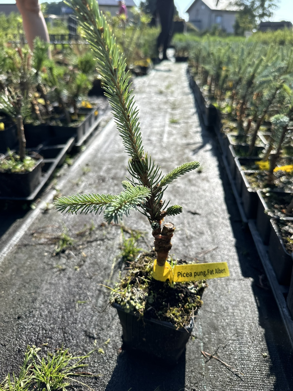 Ель колючая Фат Альберт Р9 10-15см Закупка М62 апрель-май 2026