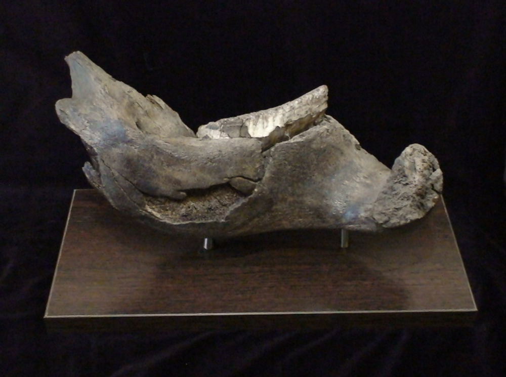 Фрагмент челюсти мамонта (jaw fragment of mammoth)