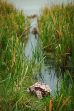 Механическая Черепаха от Eco Wood Art (EWA) - Деревянный конструктор, сборная модель, 3D пазл