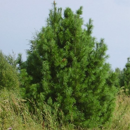 Сосна кедровая сибирская (ком) 200-250