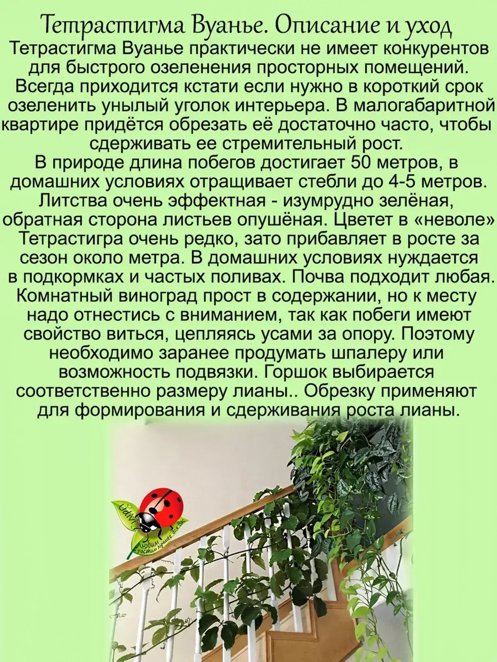 Тетрастигма Вуанье Комнатная мощная лиана