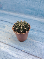 Gymnocalycium Friedrichii (Гимнокалициум)