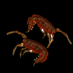 Рыболовные, силиконовые приманки. Рачки мормыш RuBaits Shrimp креветка. Набор для рыбалки на щуку, судака, окуня, форель. Зимняя рыбалка, микроджиг.