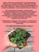 Княженика Астра княжья ягода