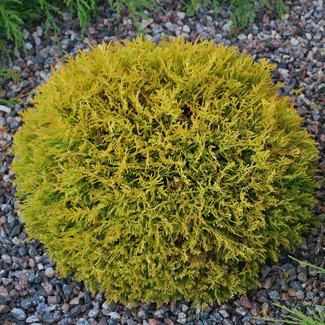 Туя западная Мириам