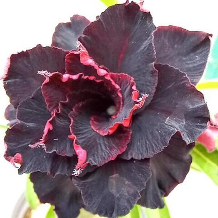 Адениум THE DARK KING