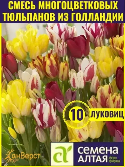 Тюльпаны луковицы многоцветковые на посадку. Смесь цветов