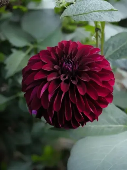 Георгин помпонный Блэк Даймонд