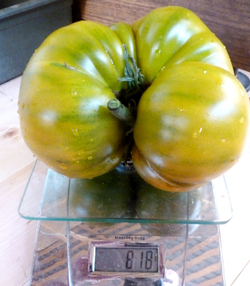 Помидоры — Золото Cherokee Green