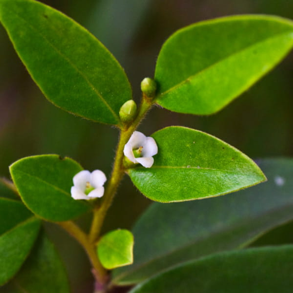 Хурма самшитолистная – Diospyros buxifolia